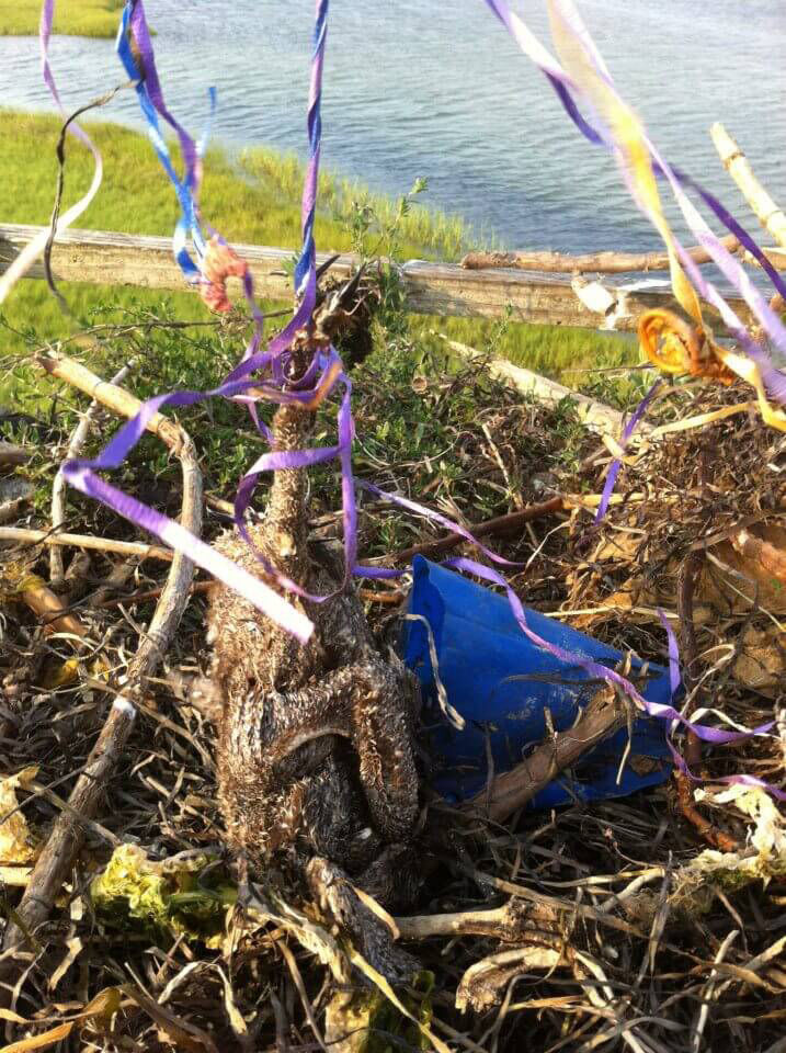 Dead osprey chick